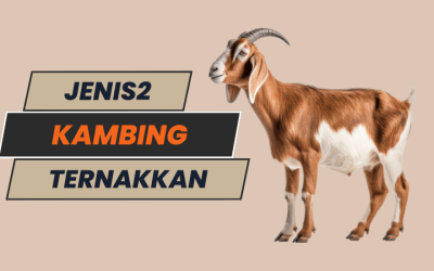 Jenis-Jenis Kambing Ternakkan