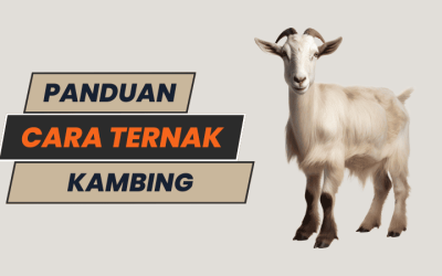 Panduan Lengkap Cara Ternak Kambing