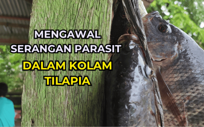 Bagaimana Mengawal Serangan Parasit dalam Kolam Tilapia?