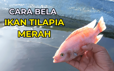 Cara Bela Ikan Talapia Merah: Panduan Lengkap untuk Pemula