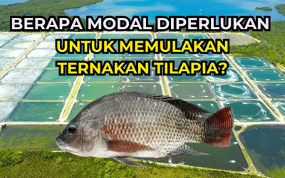 Berapa Modal Diperlukan untuk Memulakan Ternakan Tilapia?