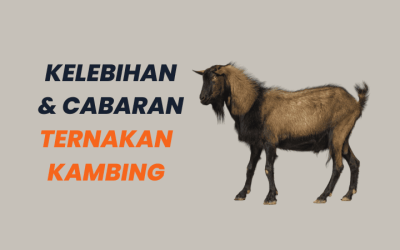 Kelebihan dan Cabaran dalam Penternakan Kambing