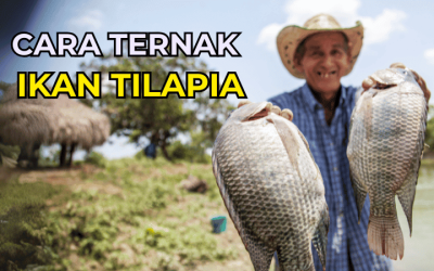 Panduan Lengkap Ternakan Tilapia untuk Pemula